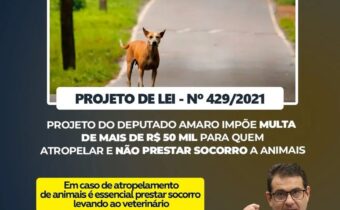 Projeto de Lei do deputado Amaro impõe multa a quem atropelar animais e não prestar contas