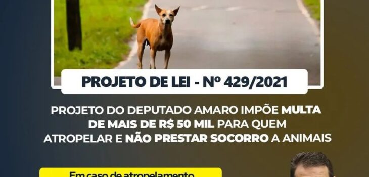 Projeto de Lei do deputado Amaro impõe multa a quem atropelar animais e não prestar contas